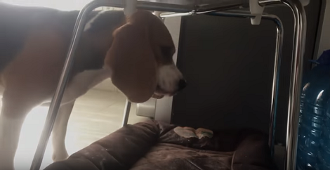How This Adorable Pup Tells Mommy Its Time To Clean Her Lounger? Aww!