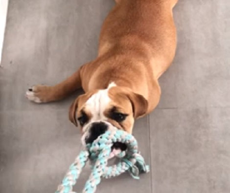 Watch How This Adorable Pup Gets Dragged On The Floor By His Favorite Toy!