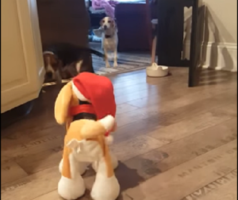 How These Pups React When They See A Toy Pup Barking At Them? Aww!