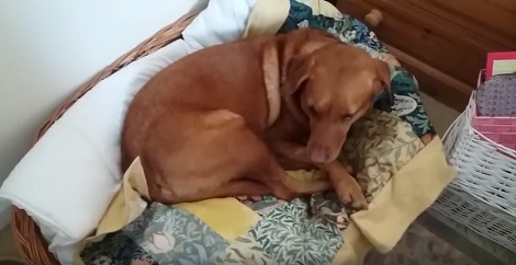 When It's Time To Get Up Early Morning, This Pup's Reaction Is Priceless!