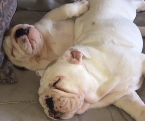 What Is It Like To Watch Two Adorable Pups Sleeping Peacefully? Your Heart Will Melt!