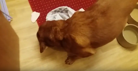 This Adorable Pup Just Stole Chicken Slices Like A Boss!