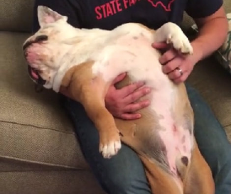 This Pup's Daily Massage Routine Is Definitely Going To Make You Smile!