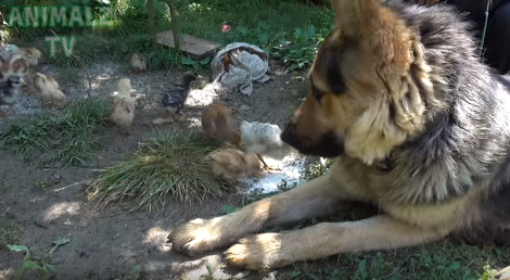 Adorable Pup Meets Chicks For The First Time And Its Love At First Sight!