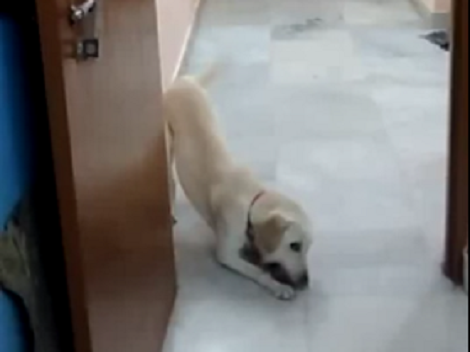 The Amount Of Excitement This Pup Has While Playing Is Just Too Adorable!