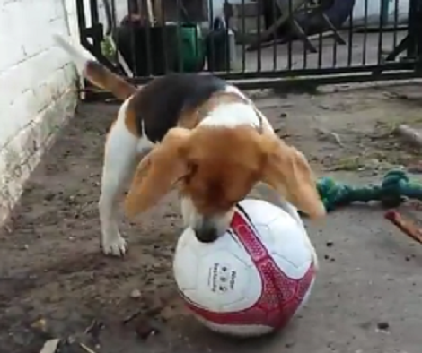 This Adorable Pup Playing Football Is Going To Make You Smile!
