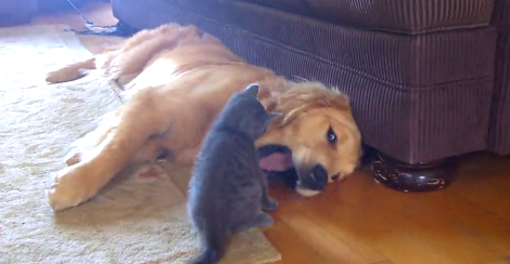 Tiny Kitten Goes A Step Ahead - Irritates The Most Patient Pup On The Planet!