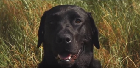The Love This Pup Shares With Her Sibling Is Unconditional And Unending!