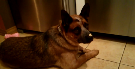 This Super Cute Pup Is Completely Puzzled By Popcorn That Is Stuck On His Nose!
