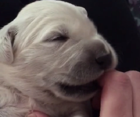 This Is How You Should Pup A Newborn Pup To Sleep. Too Cute To Miss!