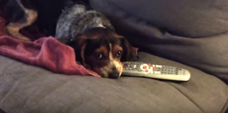 This Adorable Pup Is Guarding The Remote Control So No One Changes The Channel!