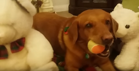 This Adorable Pup Loves It When Mommy Tries To Act Silly And Funny!