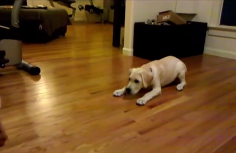 Watch How This Talented Puppy Earns His Treats! This Is Incredible!