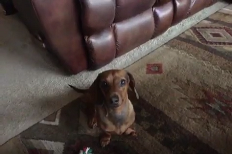 This Adorable Pup Is Learning The Art Of Patience And Its Just Too Cute!