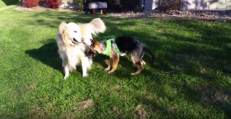 This Silly Little Pup Wants To Play So He Is Trying To Steal His Big Brother's Stick! Aww!!