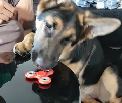 Watch How This Adorable Pup Plays With The Fidget Spinner! Impressive!