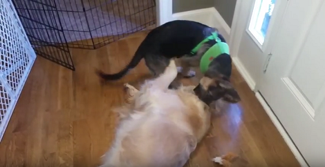 Tiny Sibling Won't Stop Annoying His Big Brother Until He Plays With Him!