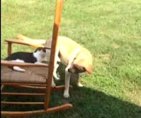 This Adorable Pup Absolutely Wants This Chair But His Sibling Just Won't Give In!