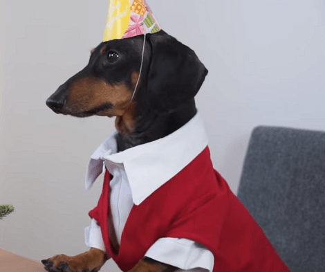 This Adorable Pup Is Celebrating His 9th Birthday, But Things Aren't Going As Planned!