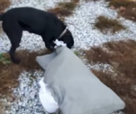 This Pup Wants To Prove That She Can Destroy Everything... Even The Dog Bed!