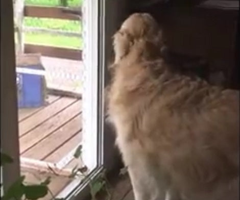 When You See Why This Golden Retriever Is So Restless Today? You'll Laugh!