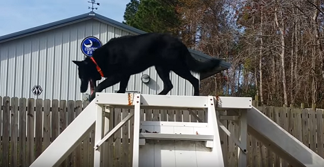 This Pup's First Day At Obstacle Course Was Filled With Fun, Excitement And Treats!