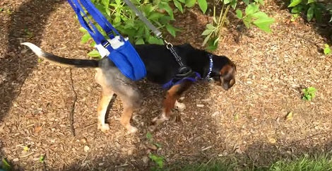I Thought They Were Walking Their Pup, But What They Were Really Doing? OMG!