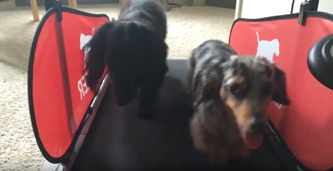 These Pups Know The Importance Of Walking... On A Treadmill?!