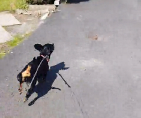 This Adorable Pup's Morning Walk Is Going To Leave You Breathless!