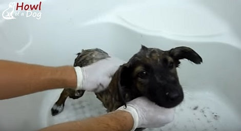 Terrified Pup Abandoned In The Woods Gets Rescued Just In Time