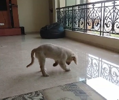 This Adorable Pup Is Trying To Dig Marble, And Is Completely Confused!