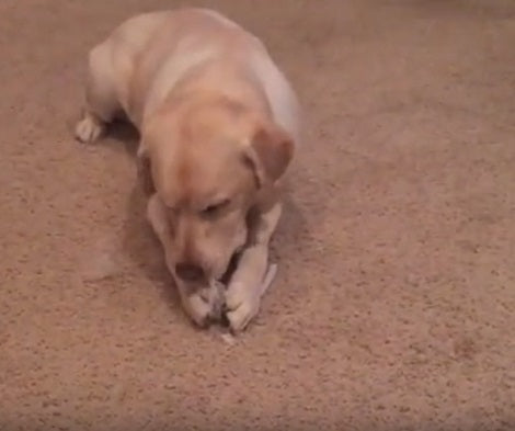 This Adorable Pup Is Having The Time Of Her Life Playing With A Bubble Wrap!
