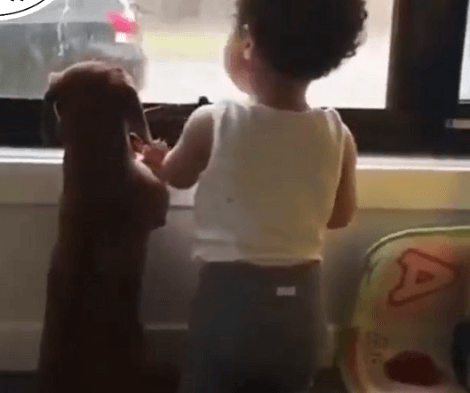 This Adorable Pup And His Sibling Are Busy Watching Out Of The Window!