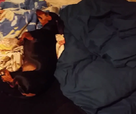 Cute Lazy Pup Knows Dad Wants To Sleep, But He Won't Budge!
