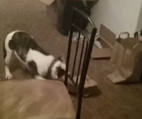 This Adorable Pup Is Trying To Get His Ball Out, But He's Failing Every Single Time!