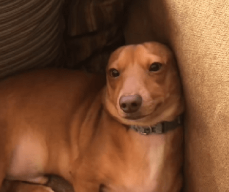 This Adorable Pup Is Guilty, But He Blames Everything On The Family Cat!
