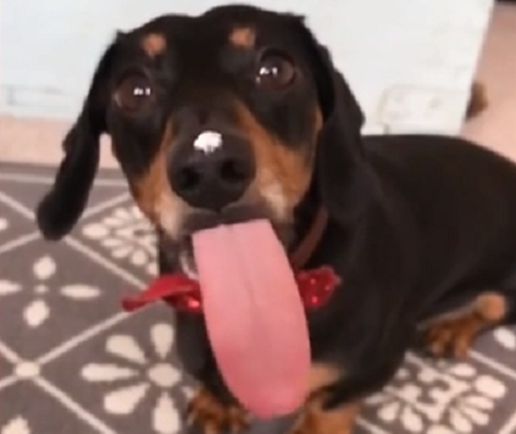 Now This Pup Is Excited And He's About To Lick You Like There's No Tomorrow!