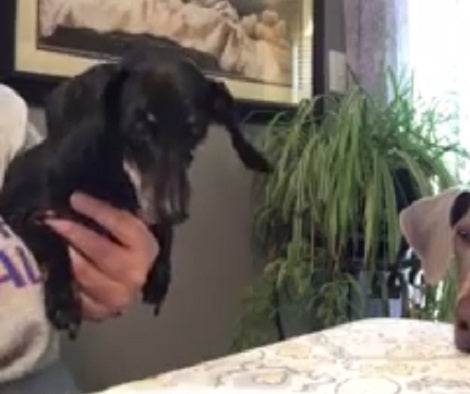 This Adorable Pup Is About To Have His Favorite Treat, But How He Reacts? Aww!