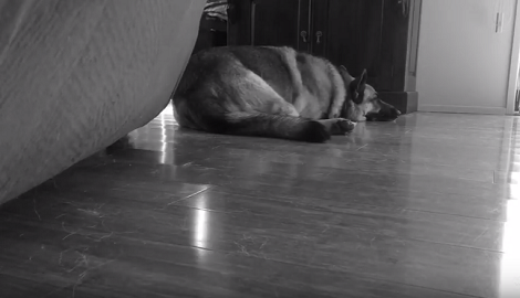 Watch How This Adorable Behaves When His Dad Leaves Home For Work...