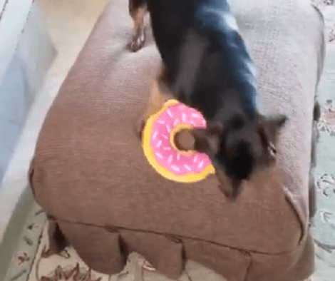See How This Adorable Pup Enjoys Her Time In Her Foster Home!