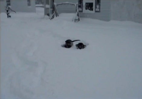 The Amount Of Fun These Pups Are Having In The Snow Is Incredible!