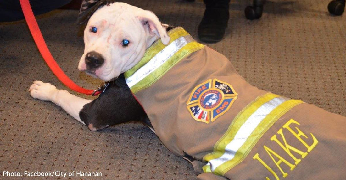 Pitbull Becomes Honorary Firefighter After Surviving Fire Hazard