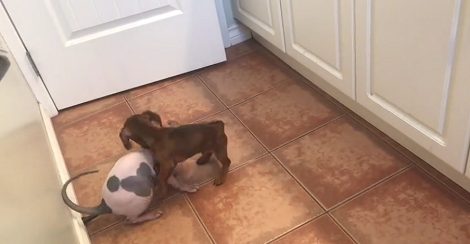 This Adorable Pup Found His Newest Bestest Friend - A Sphinx Cat!
