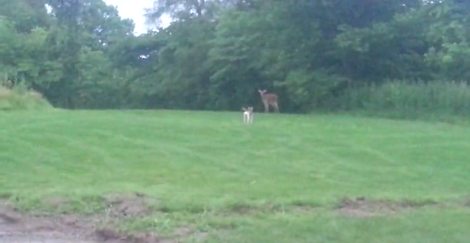 The Way This Adorable Pup Decides To Make Friends With A Fawn Will Make You Laugh!