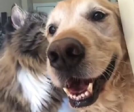 This Pup And His Sibling Won't Shy Away From Showing How Much They Love Each Other!