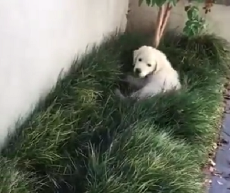 Whenever This Pup Takes A Break From Being Cute, He Destroys Mom's Garden!