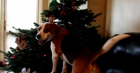 This Adorable Pup's Christmas Tree Was Decorated With All His Favorite Toys! Awww!