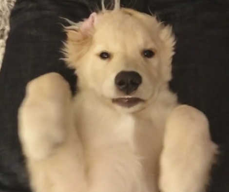 When You See How This Pup Decides To Chill Out And Get What He Wants? Wow!