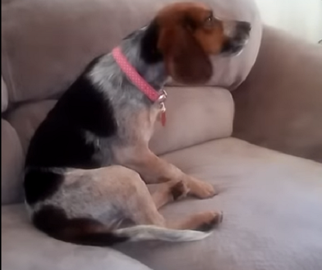 Adorable Pup Finds Her Voice And Now She Can't Stop Singing!