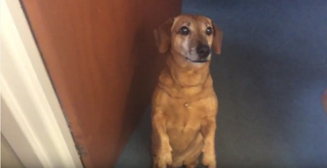 This Pup Decided To Be A Meerkat For The Day And You're Going To Laugh!